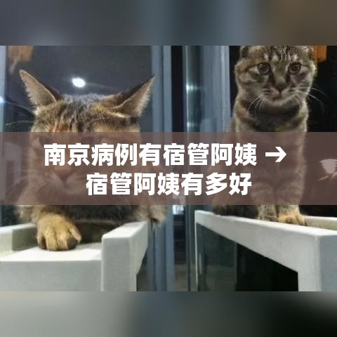南京病例有宿管阿姨 → 宿管阿姨有多好 南京病例有宿管阿姨 → 宿管阿姨有多好