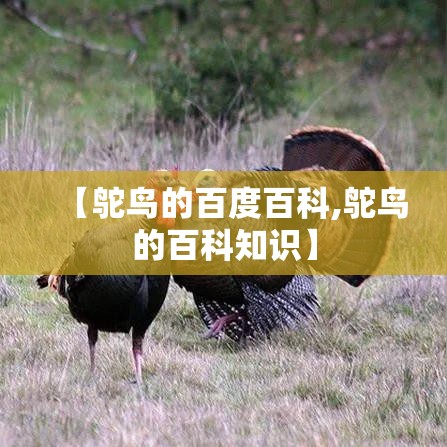 【鸵鸟的百度百科,鸵鸟的百科知识】