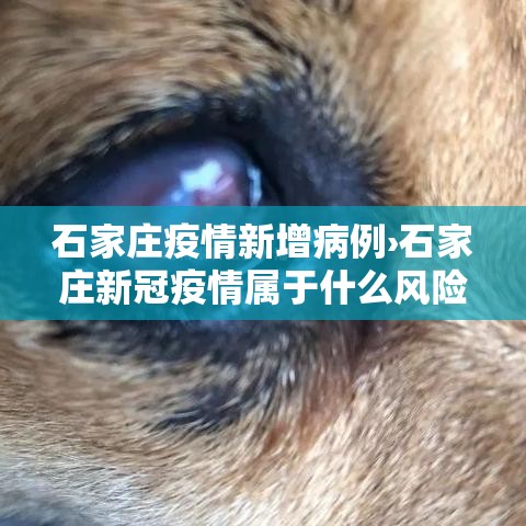 石家庄疫情新增病例›石家庄新冠疫情属于什么风险