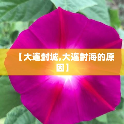 【大连封城,大连封海的原因】