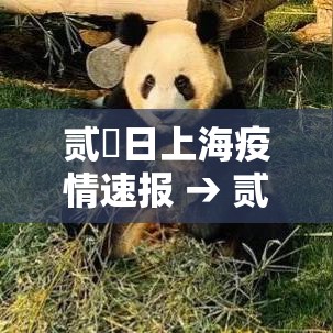 贰無日上海疫情速报 → 贰無日上海疫情速报视频