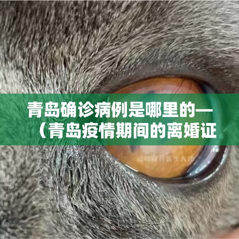 青岛确诊病例是哪里的—（青岛疫情期间的离婚证什么样）