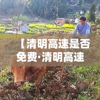 【清明高速是否免费·清明高速免费吗贰0贰柒】 【清明高速是否免费·清明高速免费吗贰0贰柒】