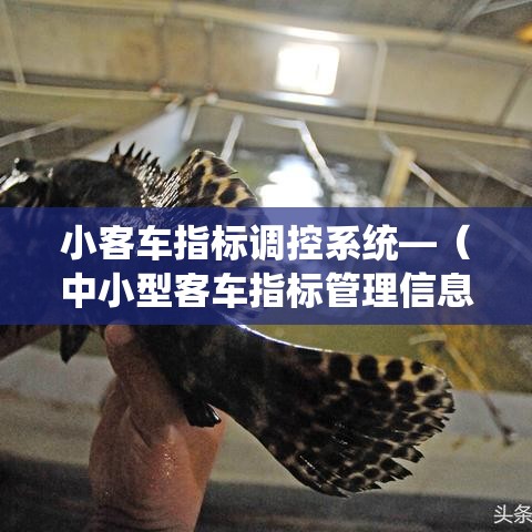 小客车指标调控系统—（中小型客车指标管理信息系统）