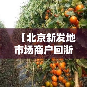【北京新发地市场商户回浙江后确诊·北京新发地市场老板是谁】